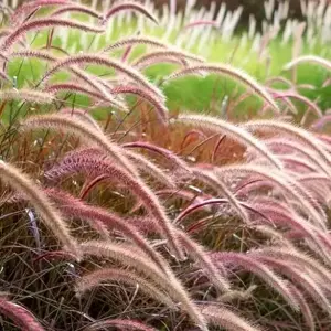 Pennisetum 'Rubrum'